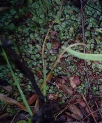 Plagiochasma rupestre