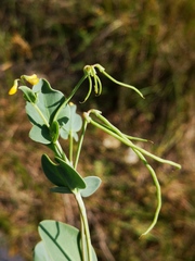 Coronilla scorpioides