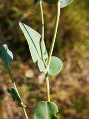 Coronilla scorpioides