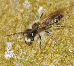Andrena helvola