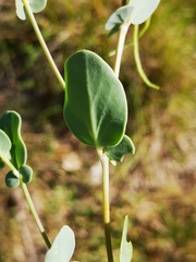 Coronilla scorpioides