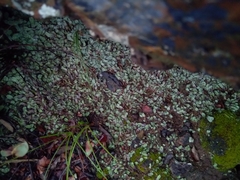 Plagiochasma rupestre