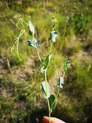 Coronilla scorpioides