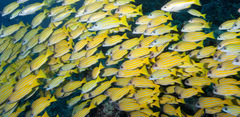 Lutjanus kasmira