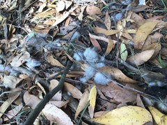Trichosurus vulpecula
