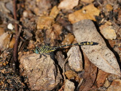 Austrogomphus australis