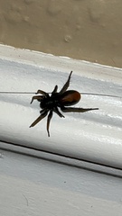 Castianeira descripta