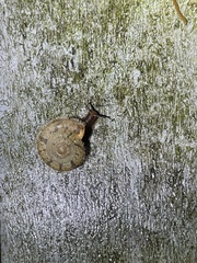 Plectotropis mackensii