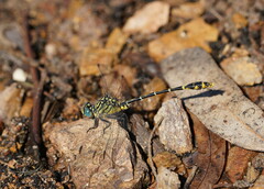 Austrogomphus australis