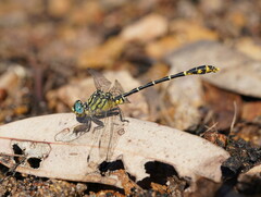 Austrogomphus australis