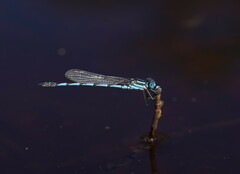 Austrolestes annulosus