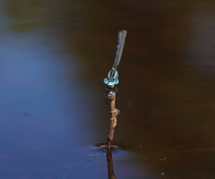 Austrolestes annulosus
