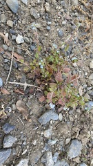 Trigonotis peduncularis