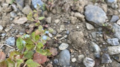 Trigonotis peduncularis