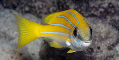 Lutjanus bengalensis