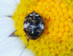 Anthrenus angustefasciatus