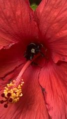 Bombus pensylvanicus
