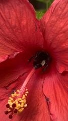 Bombus pensylvanicus