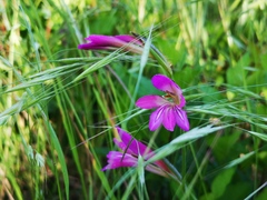 Gladiolus italicus