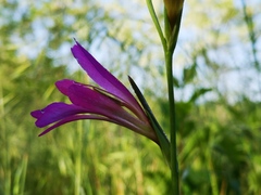 Gladiolus italicus
