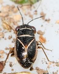 Geocoris grylloides