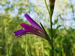 Gladiolus italicus
