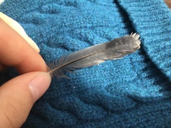 Cormobates leucophaea