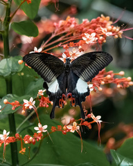 Papilio iswara