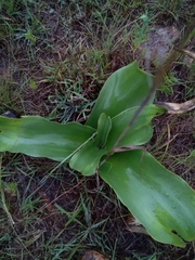 Eucomis autumnalis