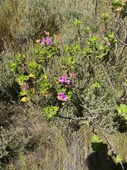 Pelargonium cucullatum strigifolium