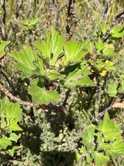 Pelargonium cucullatum strigifolium