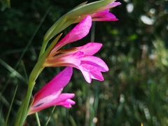 Gladiolus italicus