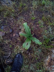 Eucomis autumnalis