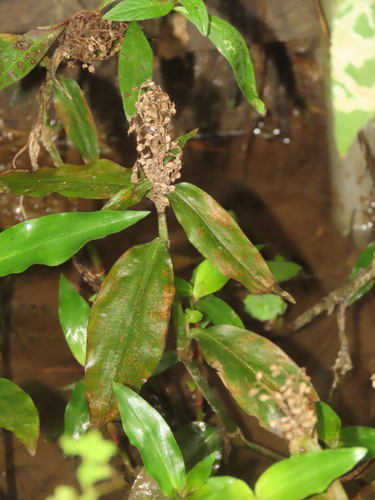 Image of Floscopa scandens by (c) chiuluan, some rights reserved (CC BY)