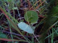 Raphionacme hirsuta