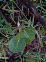 Raphionacme hirsuta
