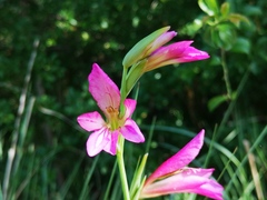 Gladiolus italicus