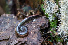 Ommatoiulus sabulosus