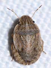 Sciocoris cursitans