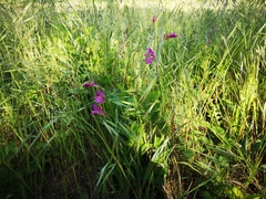 Gladiolus italicus