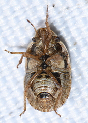 Sciocoris cursitans