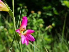 Gladiolus italicus