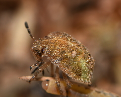 Stagonomus bipunctatus