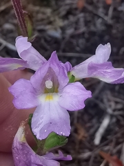 Euphrasia collina