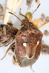 Stagonomus bipunctatus