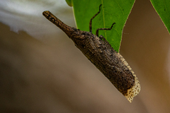 Zanna tenebrosa