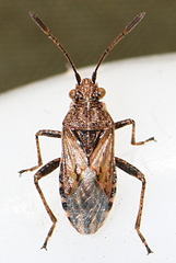 Stictopleurus crassicornis