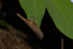Zanna tenebrosa
