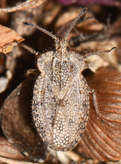 Tingis reticulata