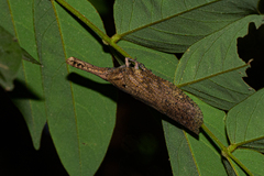 Zanna tenebrosa